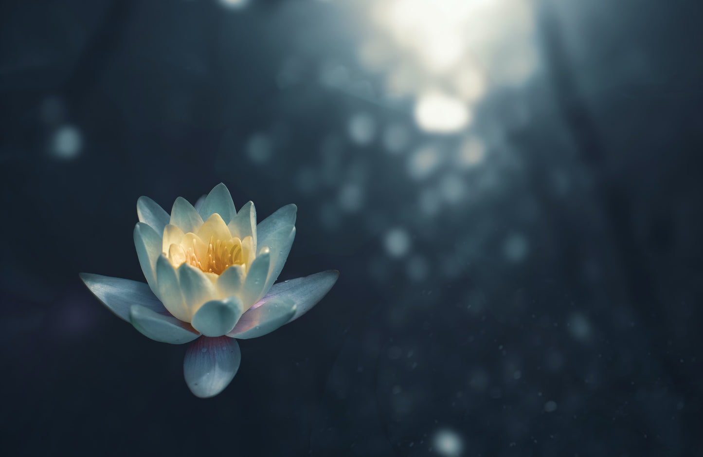 Lotus flower in a ray of sunlight