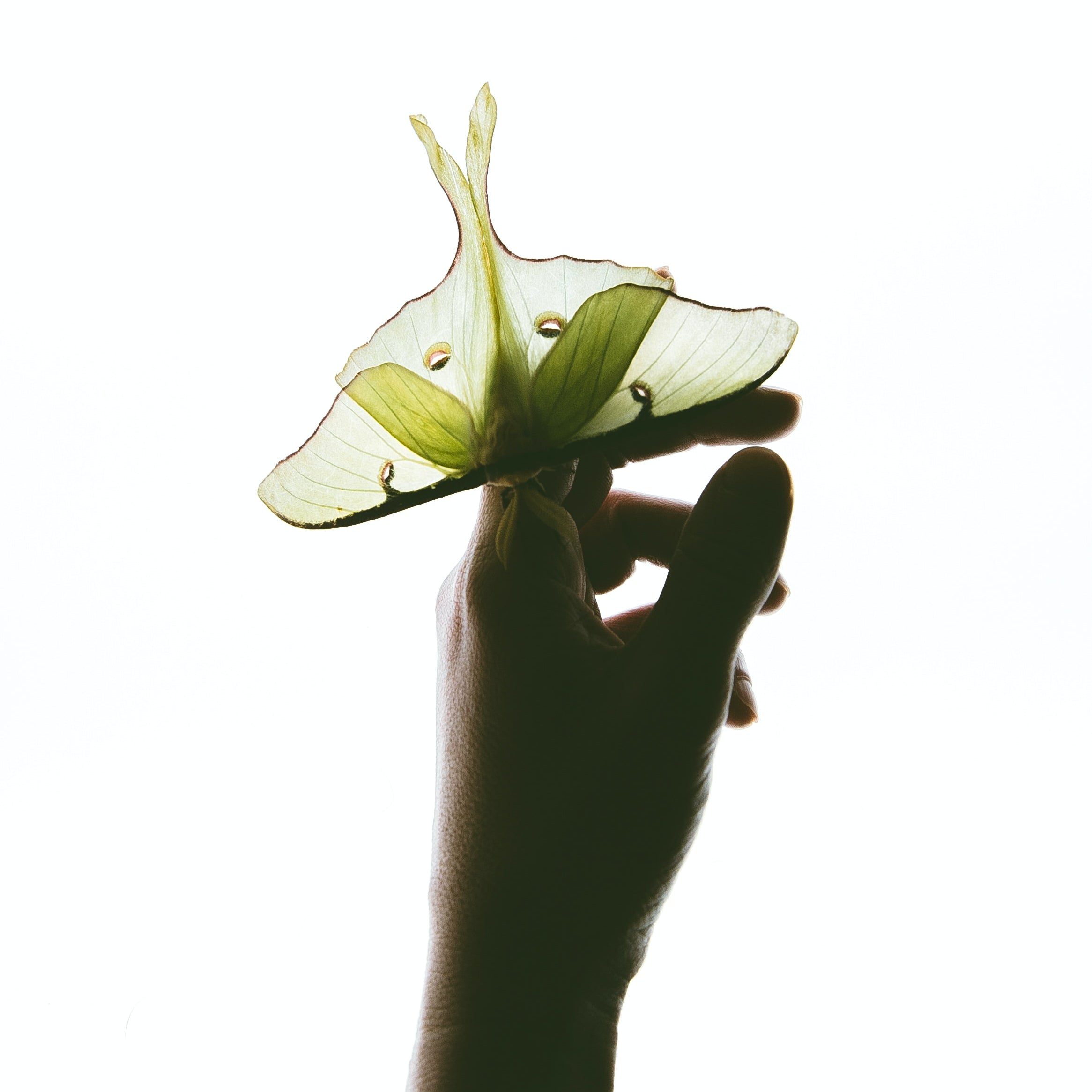 A green moth sits on a hand. 