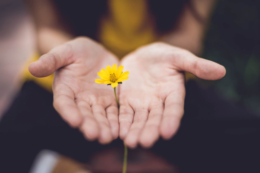 Hands with palms facing open offer a small yellow flower.