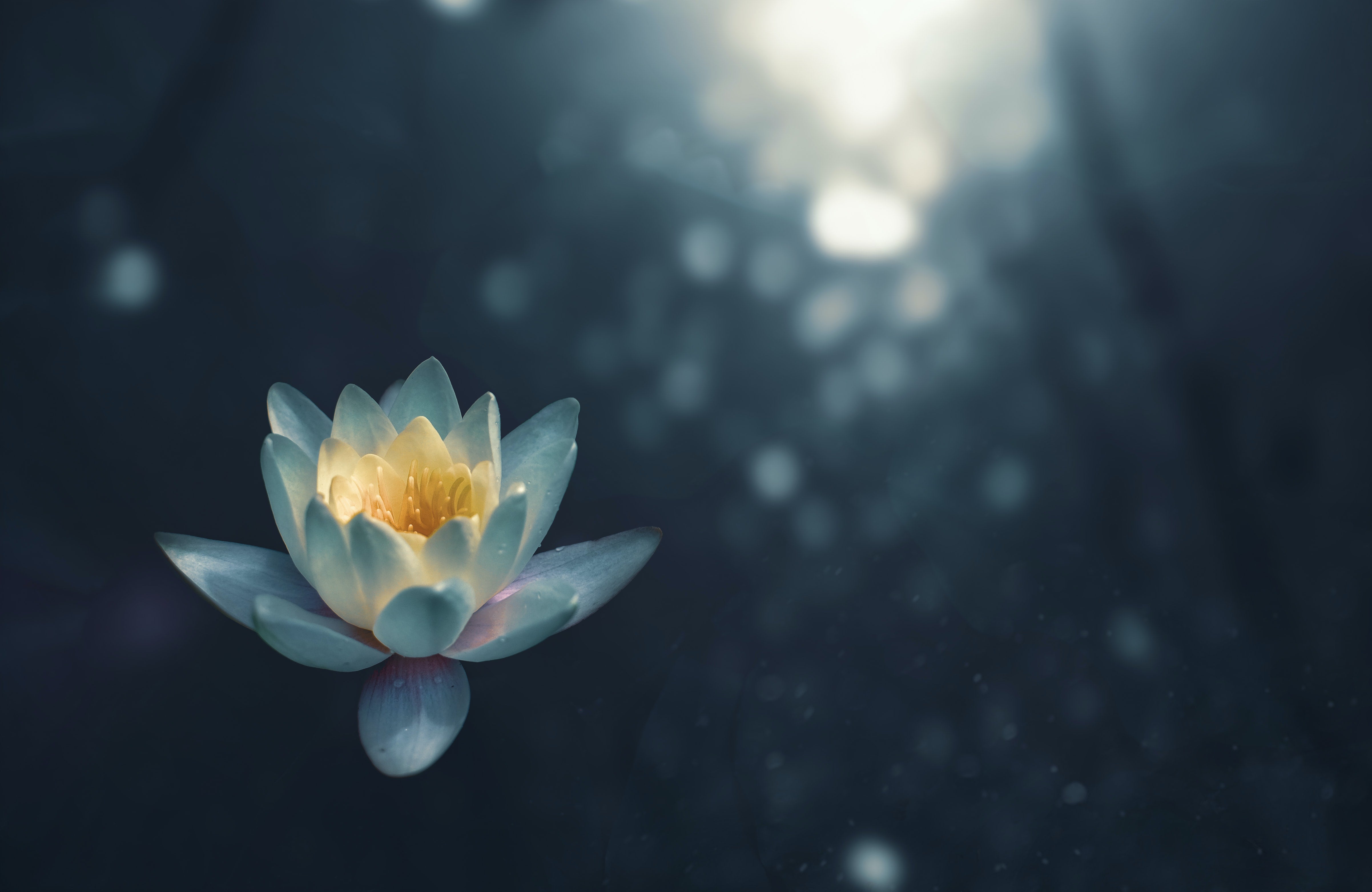 Lotus flower in a ray of sunlight
